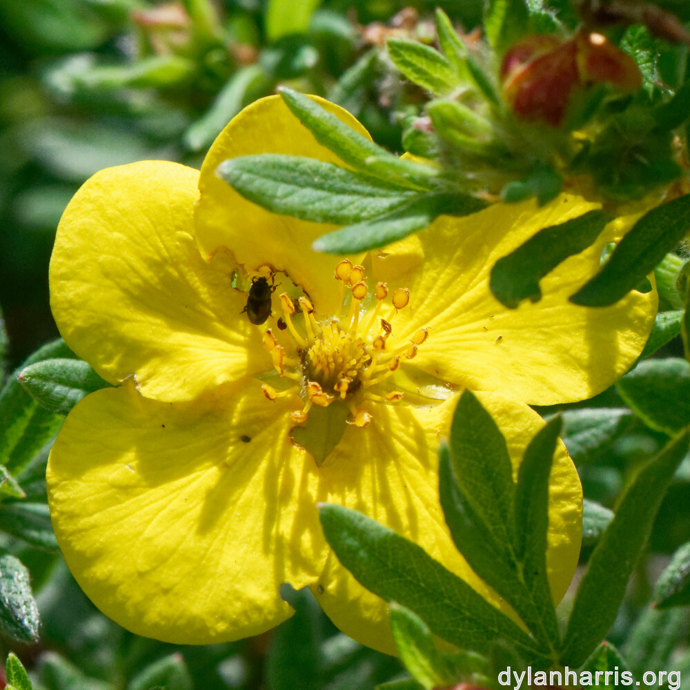 image: This is ‘
escher blummen (cliv) 6
’.