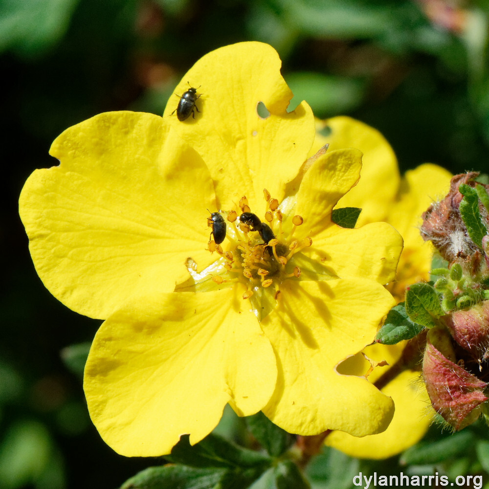 image: This is ‘
escher blummen (cliv) 7
’.