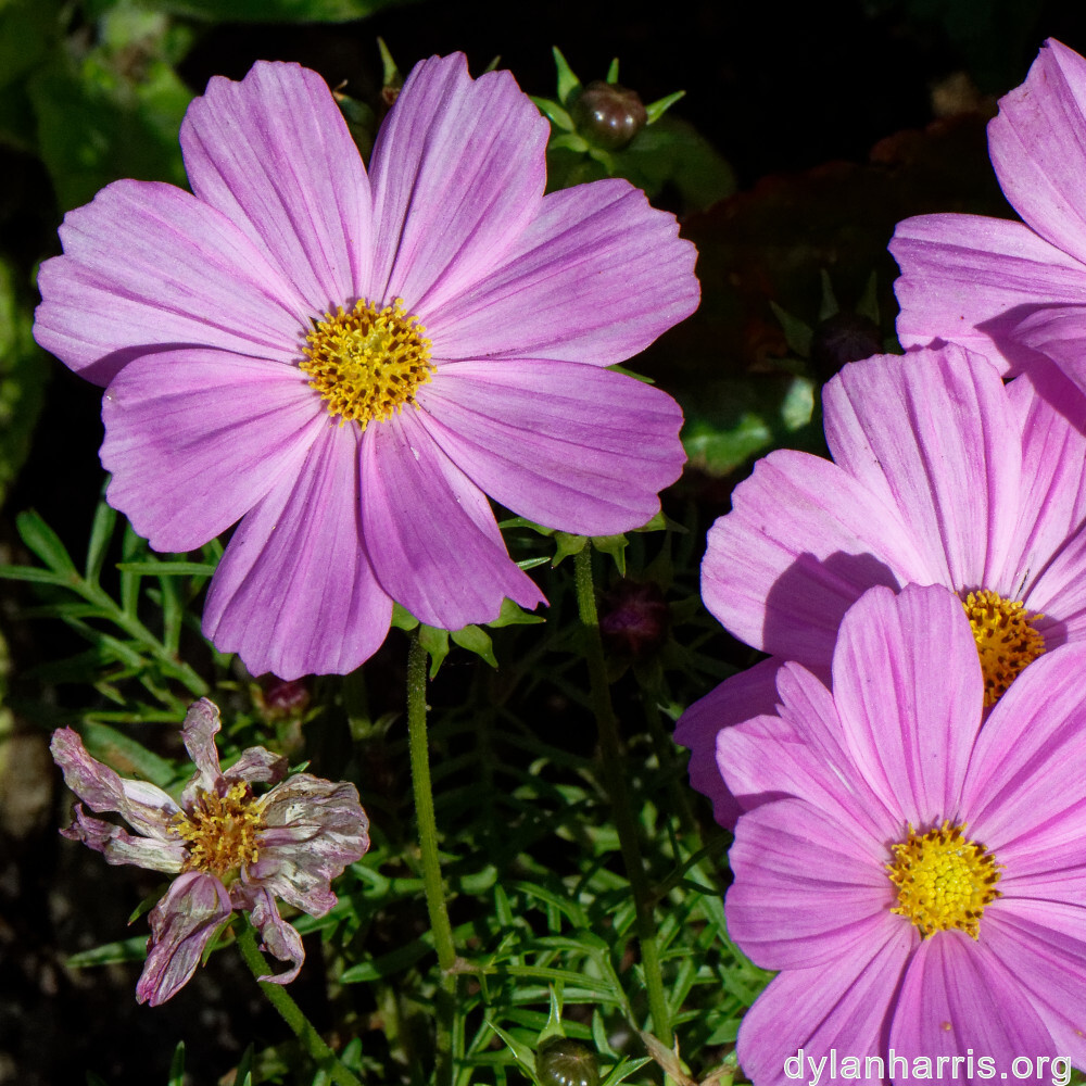 image: This is ‘
escher blummen (cliv) 8
’.