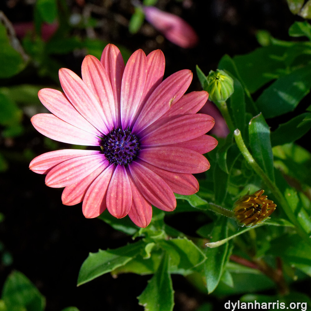 image: This is ‘
escher blummen (cliv) 9
’.