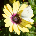 image: Image from the photoset ‘
escher blummen (cliv)
’.