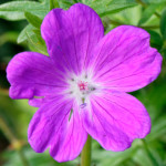 image: Image from the photoset ‘
escher blummen (cliv)
’.