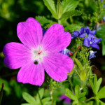 image: Image from the photoset ‘
escher blummen (cliv)
’.