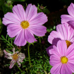 image: Image from the photoset ‘
escher blummen (cliv)
’.