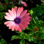 image: Image from the photoset ‘
escher blummen (cliv)
’.