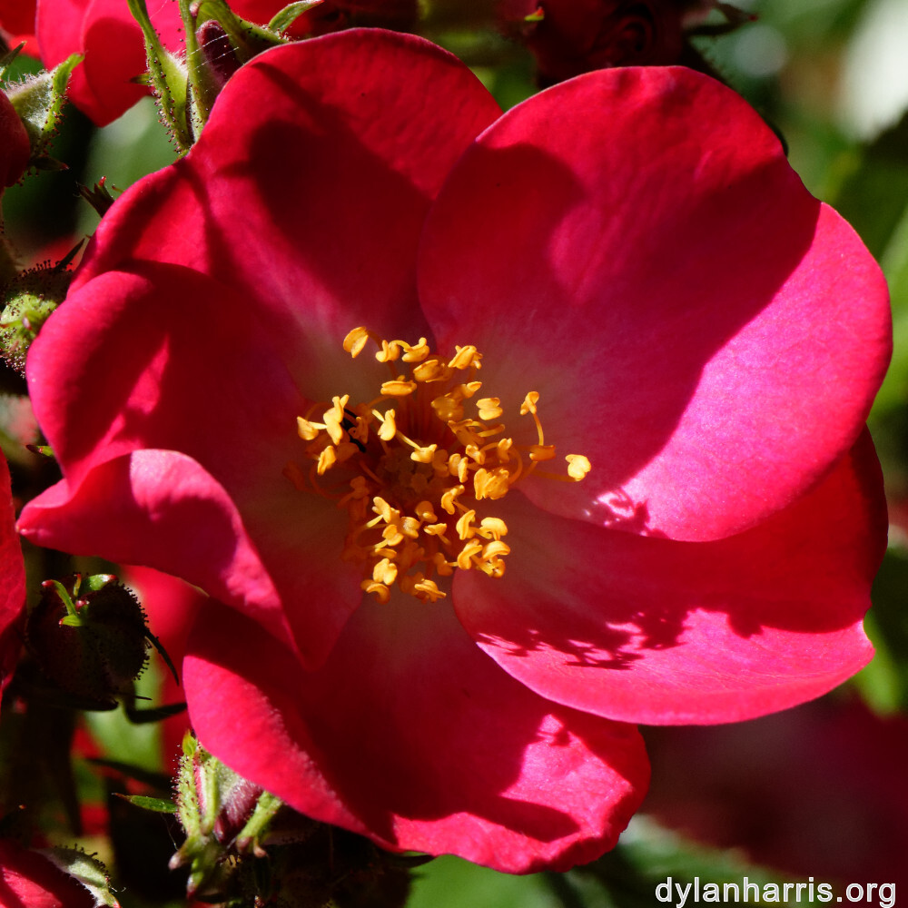 image: This is ‘
escher blummen (clv) 1
’.