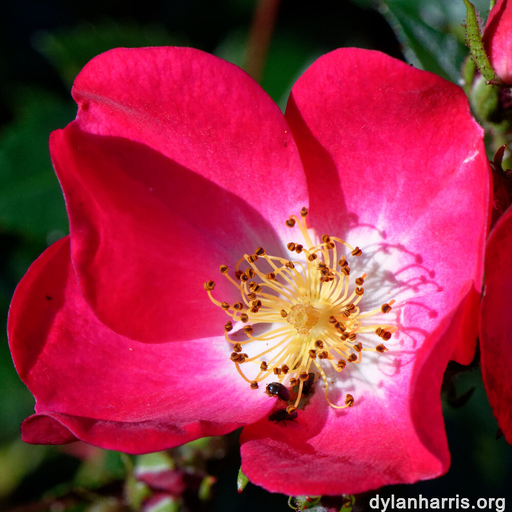 image: This is ‘
escher blummen (clv) 2
’.