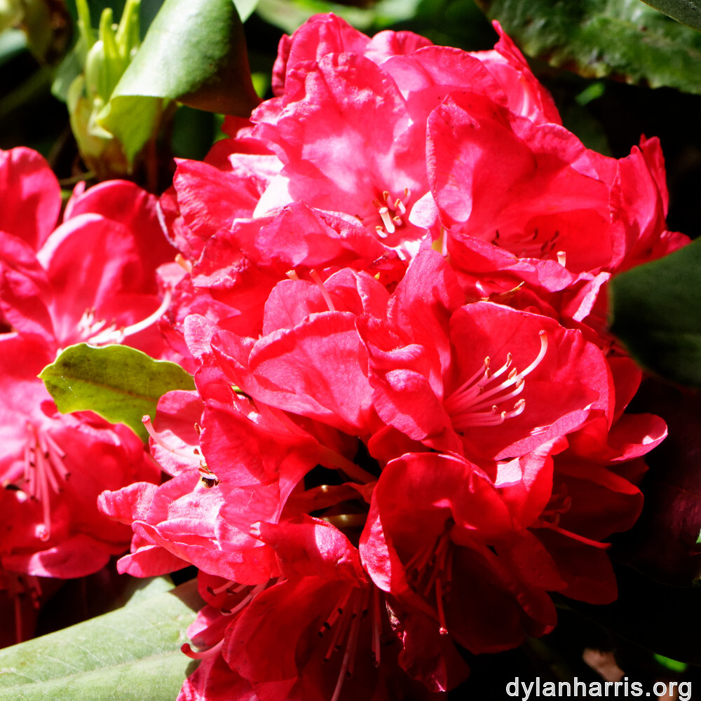 image: This is ‘
escher blummen (clv) 3
’.