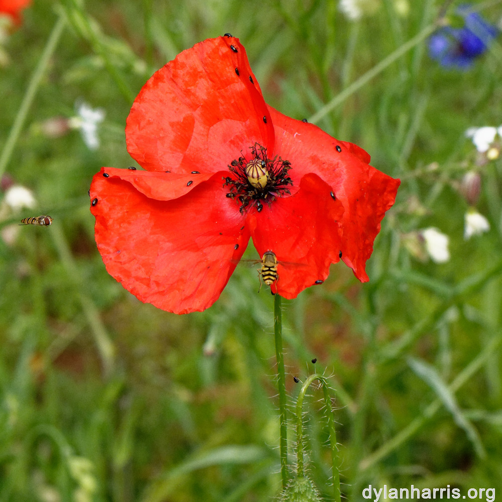 image: This is ‘
escher blummen (clv) 5
’.