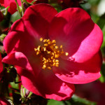 image: Image from the photoset ‘
escher blummen (clv)
’.