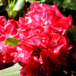 image: Image from the photoset ‘
escher blummen (clv)
’.