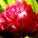 image: Image from the photoset ‘
escher blummen (clv)
’.