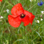 image: Image from the photoset ‘
escher blummen (clv)
’.