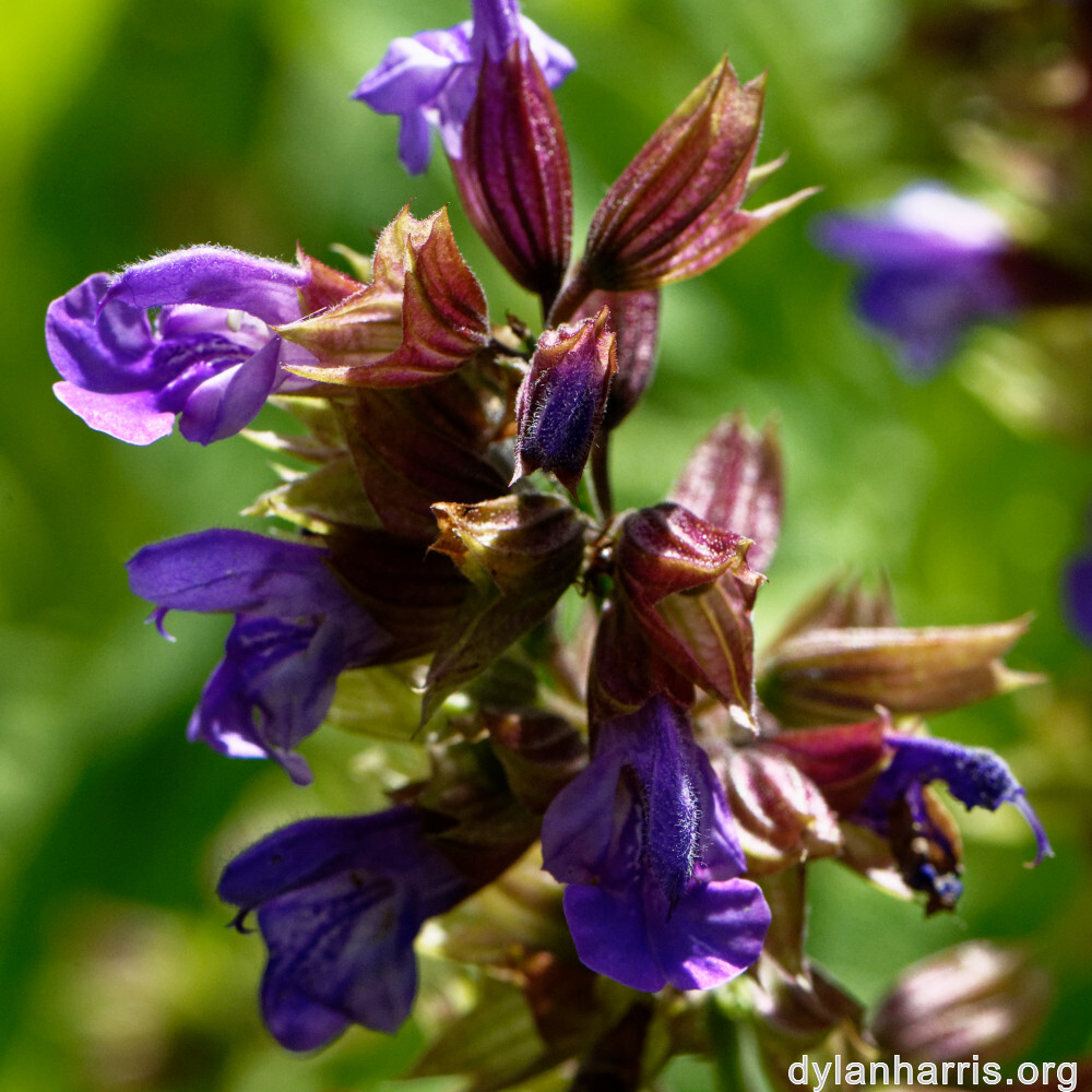 image: This is ‘
escher blummen (clvi) 4
’.