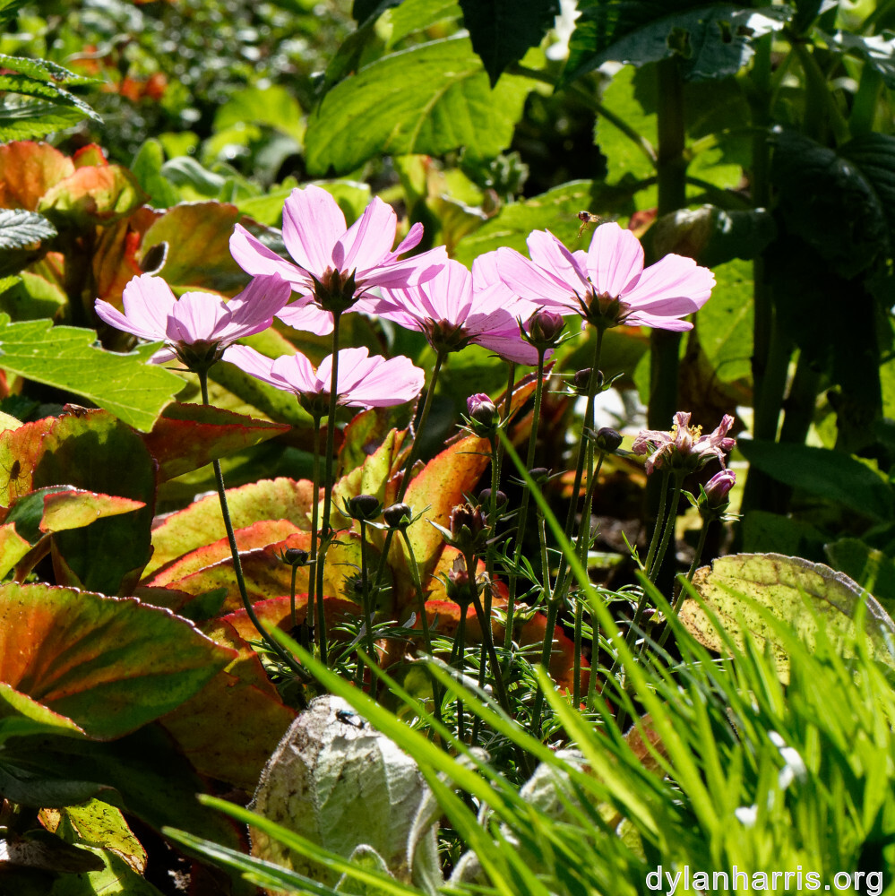 image: This is ‘
escher blummen (clvi) 5
’.