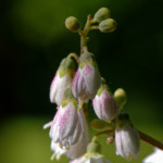 image: Image from the photoset ‘
escher blummen (clvi)
’.