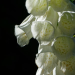 image: Image from the photoset ‘
escher blummen (clvi)
’.