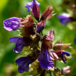 image: Image from the photoset ‘
escher blummen (clvi)
’.