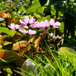 image: Image from the photoset ‘
escher blummen (clvi)
’.