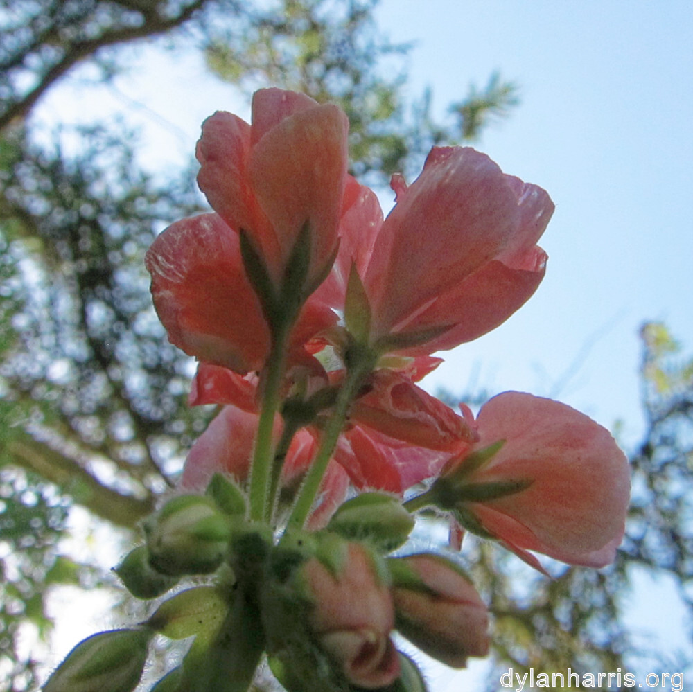 image: This is ‘
escher blummen (clvii) 1
’.