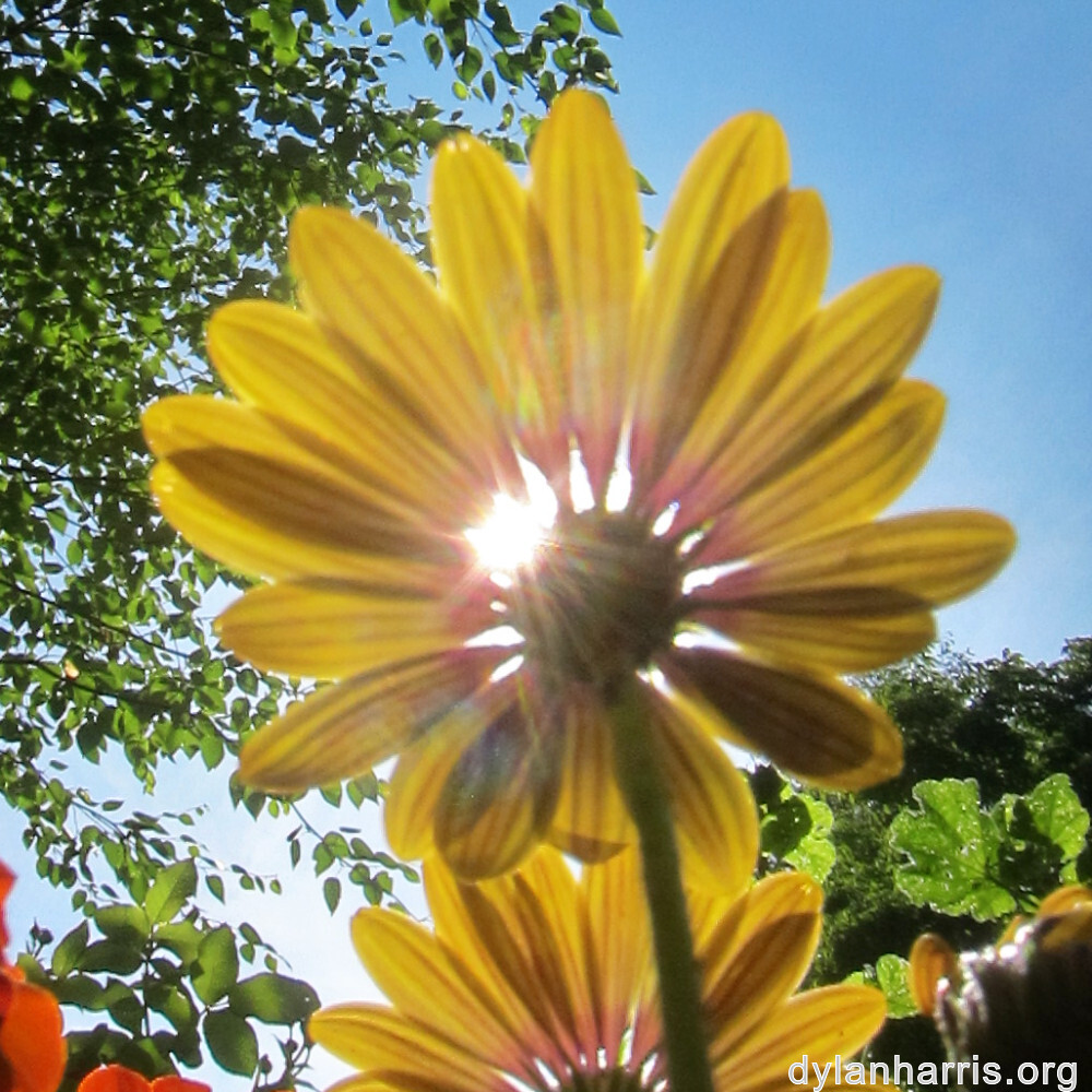 image: This is ‘
escher blummen (clvii) 3
’.