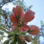 image: Image from the photoset ‘
escher blummen (clvii)
’.