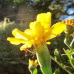 image: Image from the photoset ‘
escher blummen (clvii)
’.