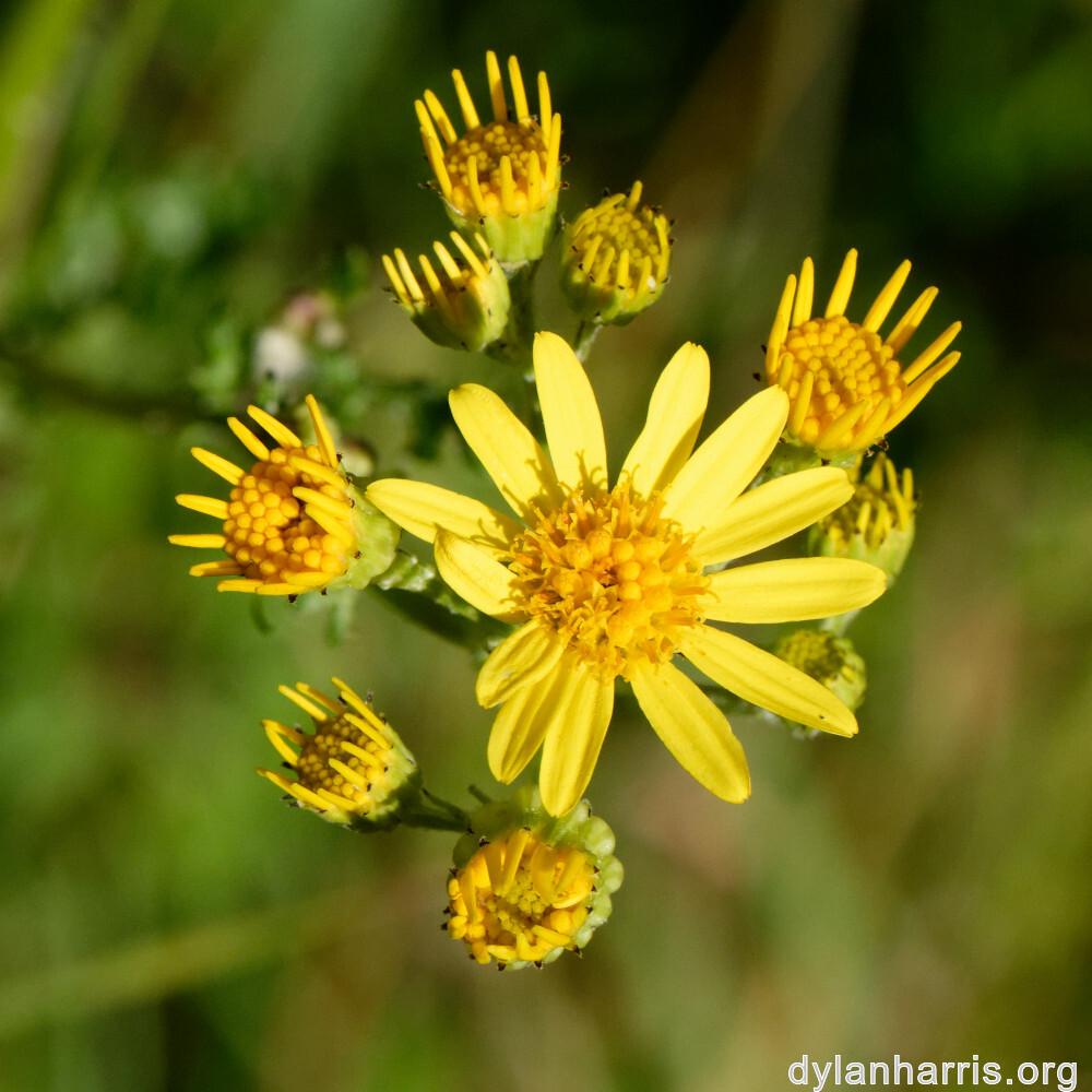 image: This is ‘
flower (xxxviii) 1
’.