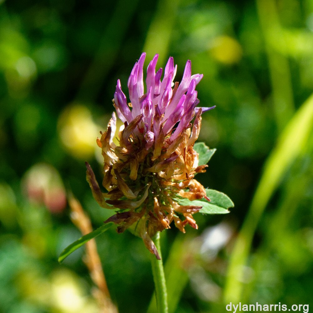 image: This is ‘
flower (xxxviii) 3
’.