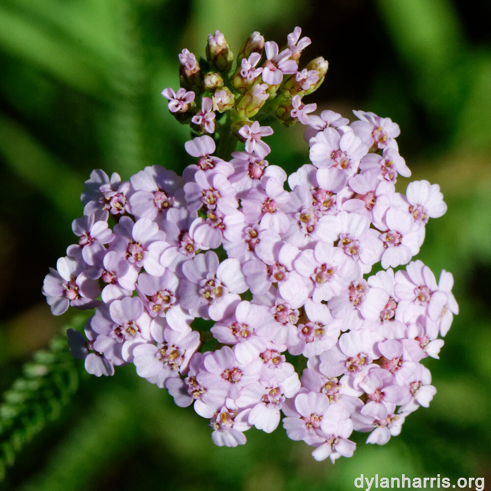 image: This is ‘
flower (xxxviii) 4
’.