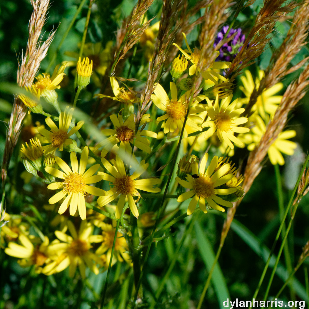 image: This is ‘
flower (xxxviii) 5
’.