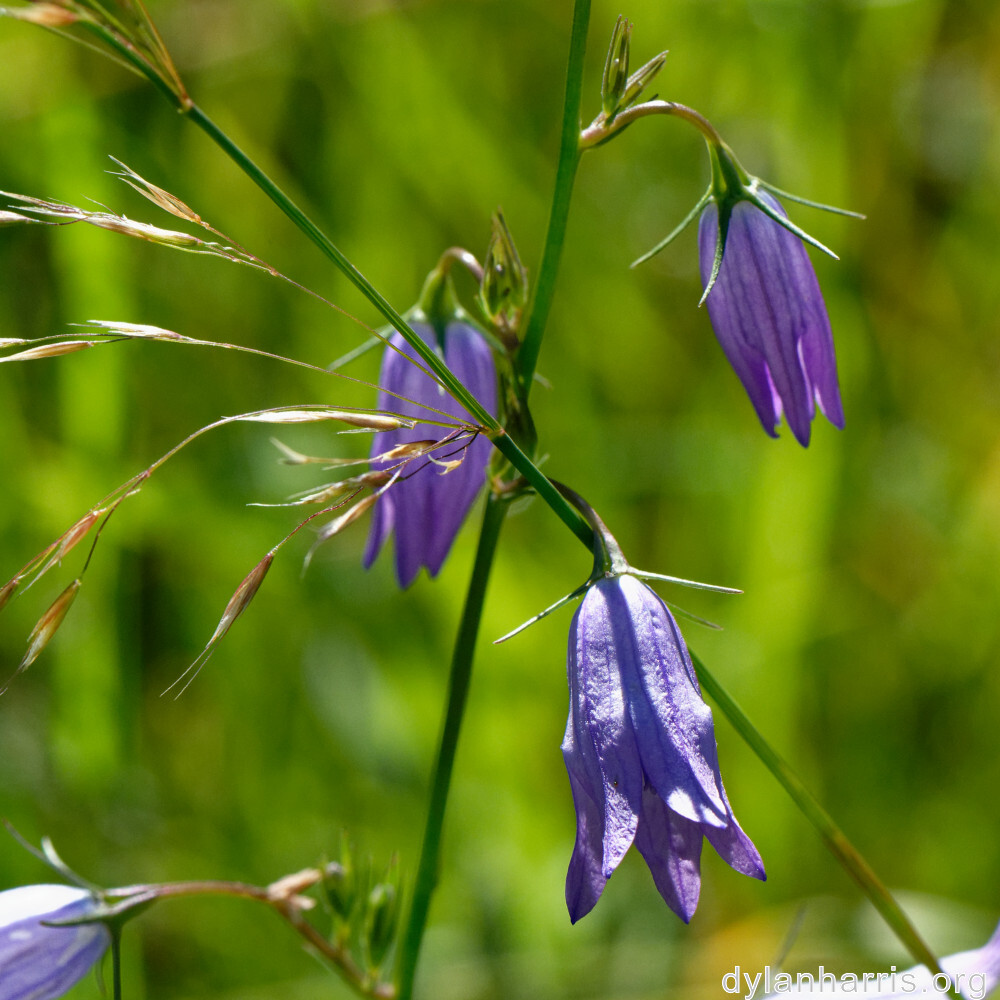 image: This is ‘
flower (xxxviii) 6
’.