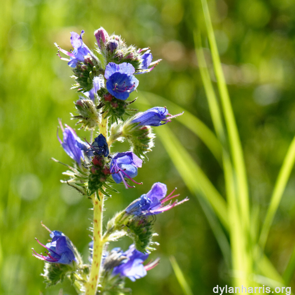 image: This is ‘
flower (xxxviii) 7
’.