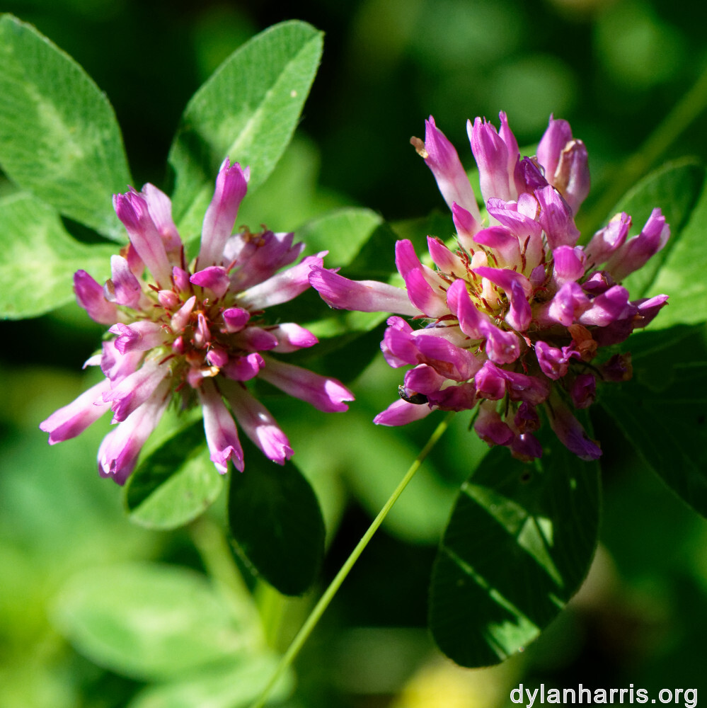 image: This is ‘
flower (xxxviii) 8
’.