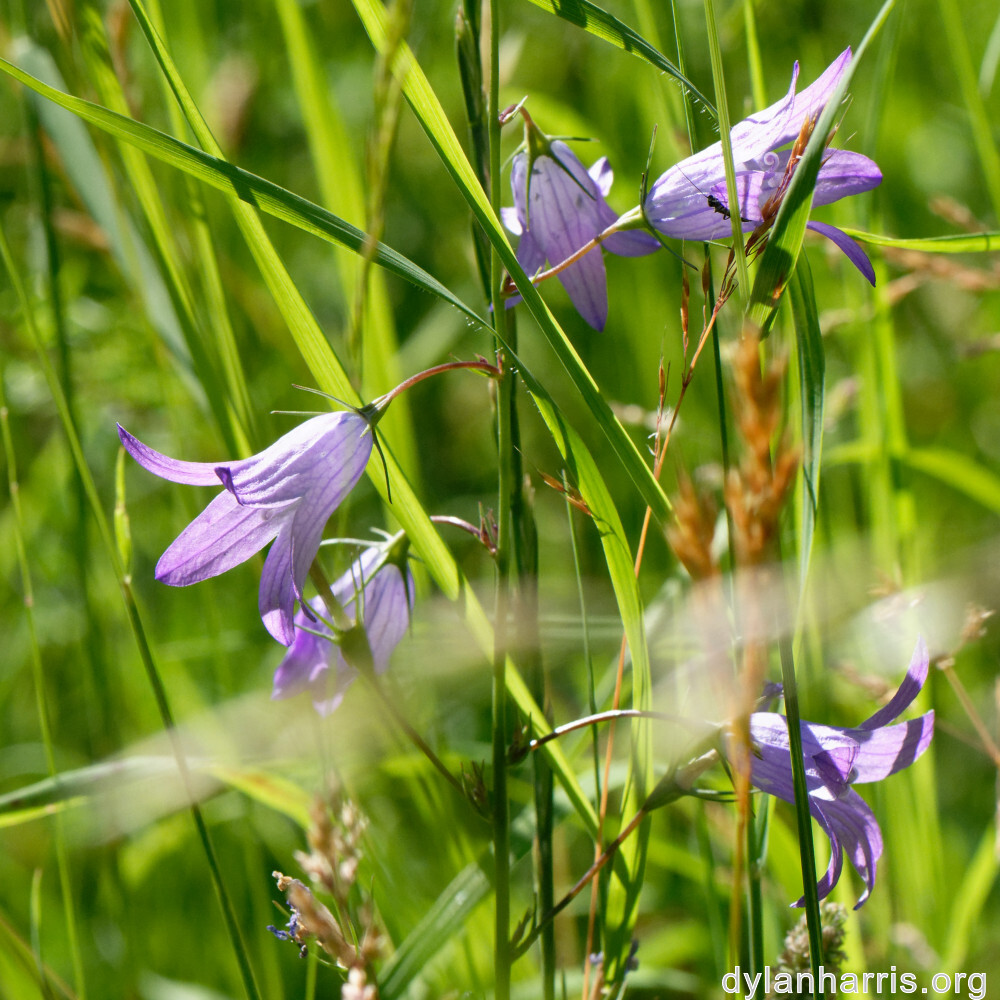 image: This is ‘
flower (xxxviii) 9
’.