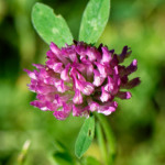 image: Image from the photoset ‘
flower (xxxviii)
’.