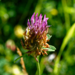 image: Image from the photoset ‘
flower (xxxviii)
’.