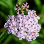 image: Image from the photoset ‘
flower (xxxviii)
’.