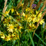 image: Image from the photoset ‘
flower (xxxviii)
’.