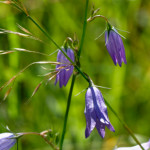 image: Image from the photoset ‘
flower (xxxviii)
’.