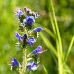 image: Image from the photoset ‘
flower (xxxviii)
’.