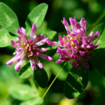 image: Image from the photoset ‘
flower (xxxviii)
’.