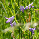 image: Image from the photoset ‘
flower (xxxviii)
’.