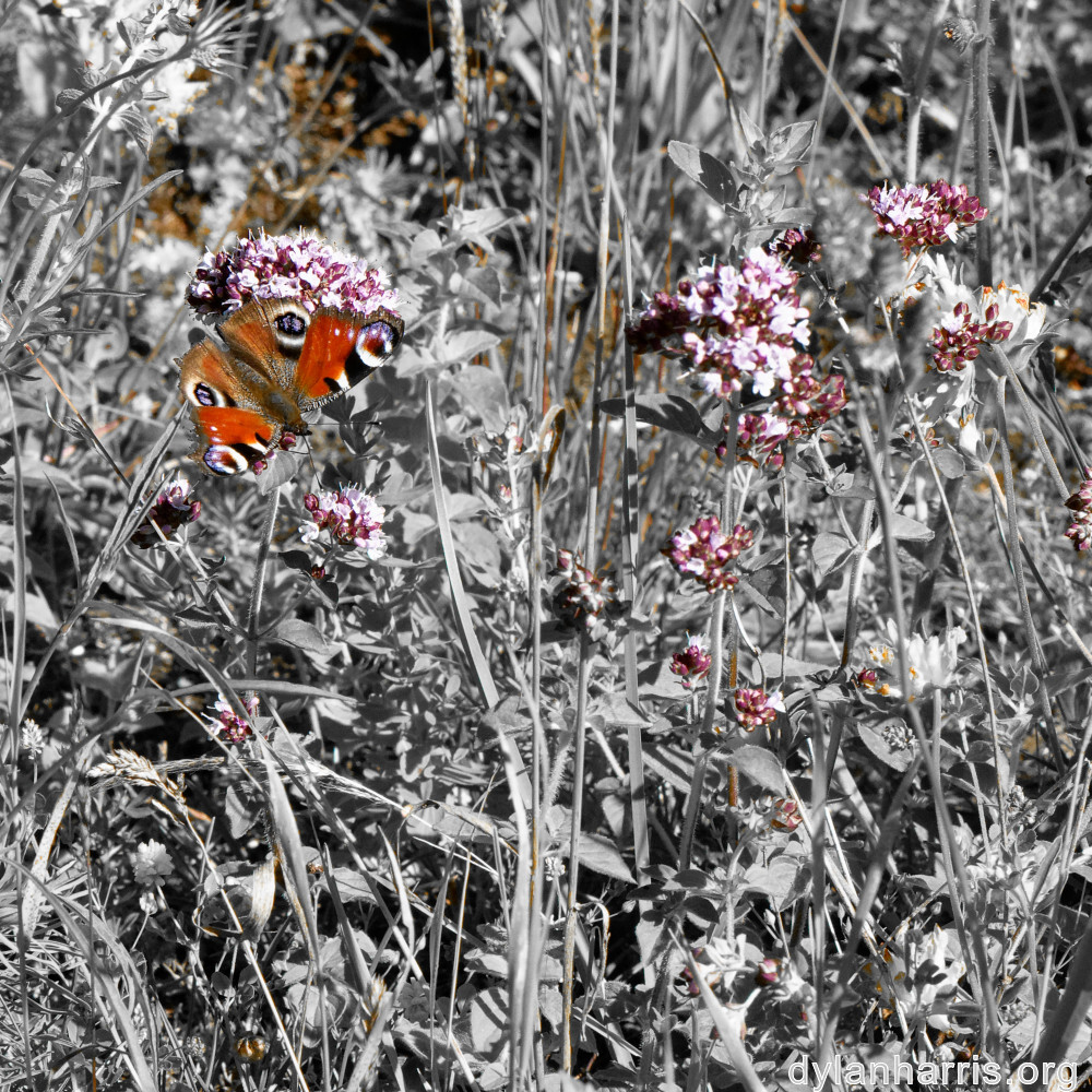 image: This is ‘
flower (xxxix) 3
’.