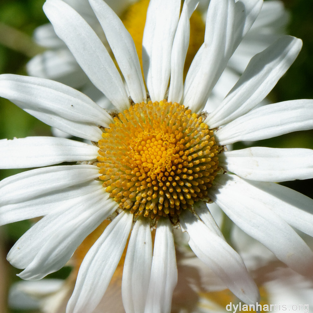 image: This is ‘
flower (xxxix) 4
’.