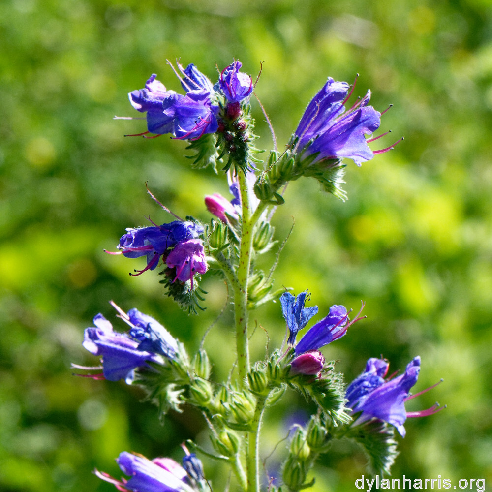 image: This is ‘
flower (xxxix) 6
’.