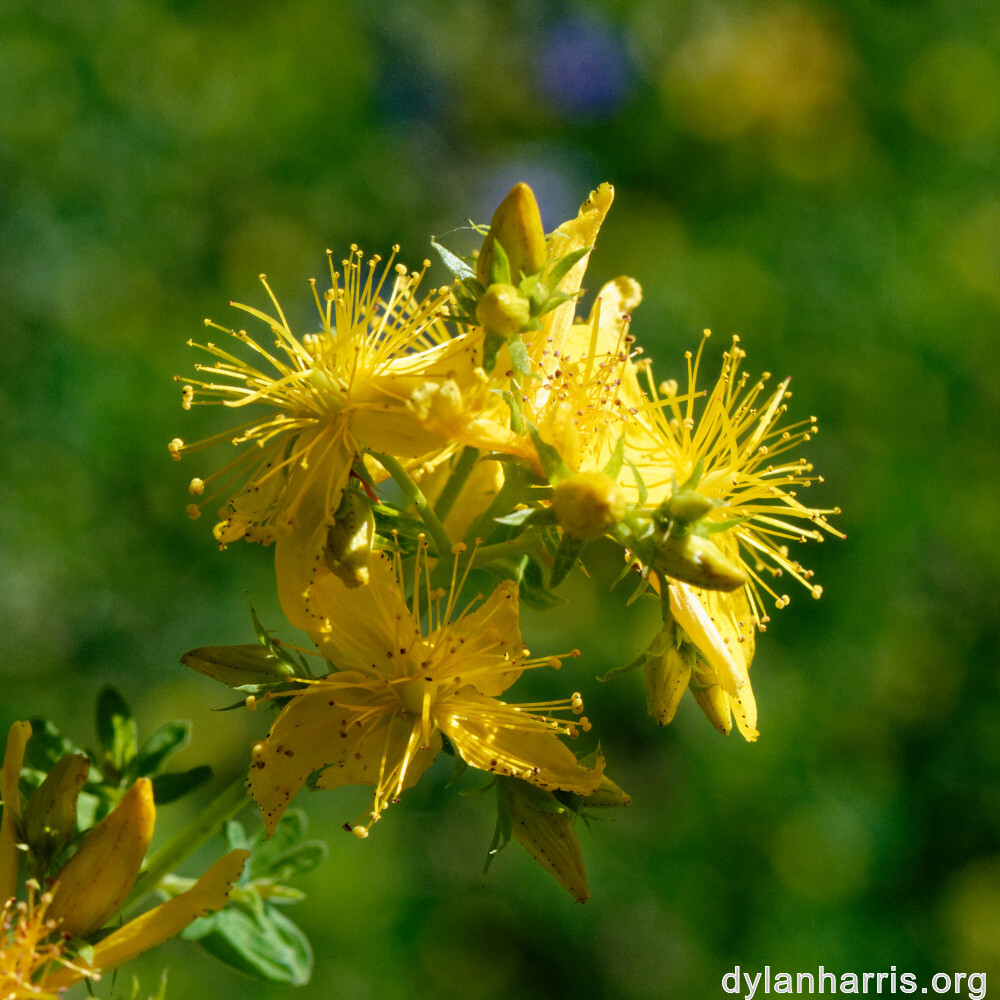 image: This is ‘
flower (xxxix) 7
’.