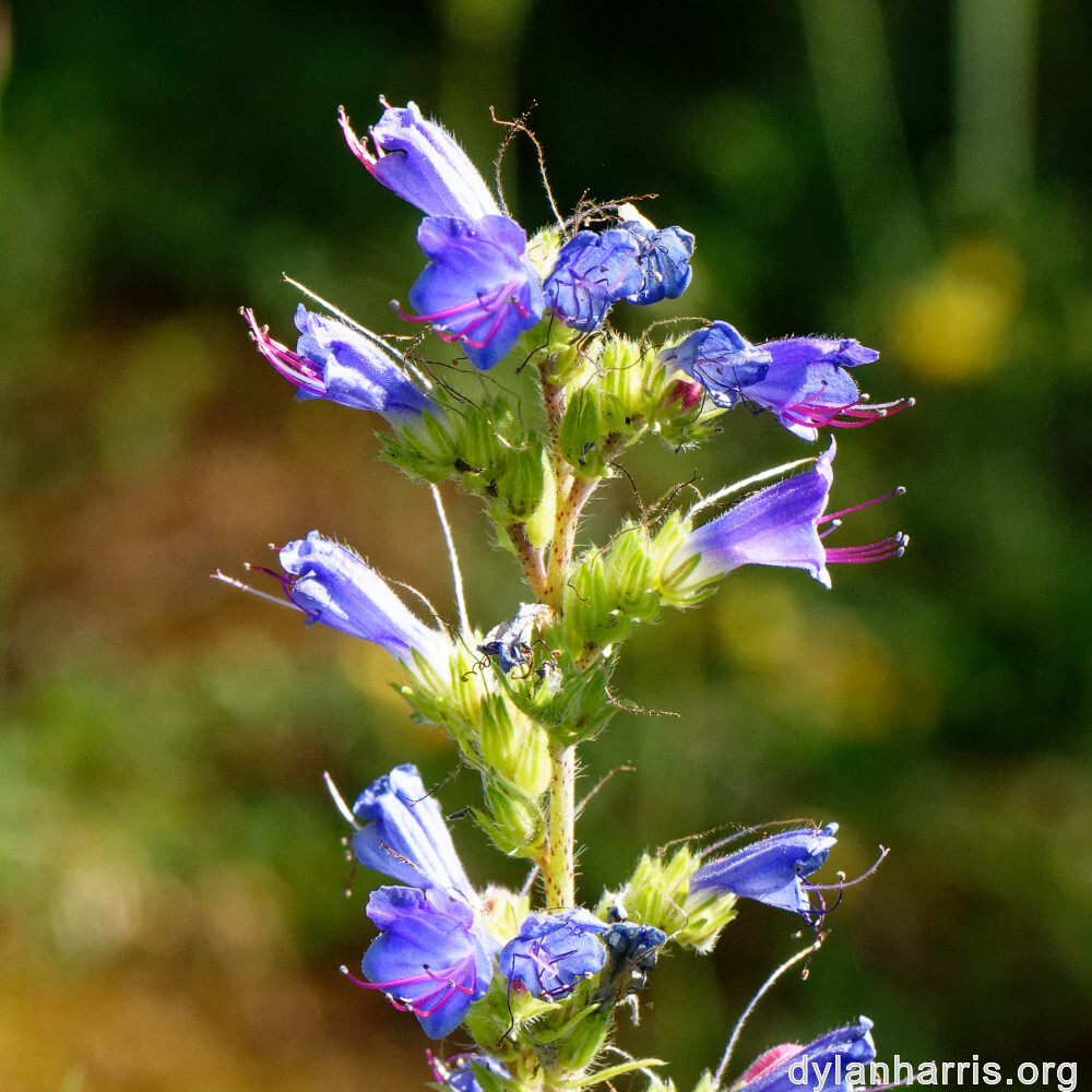 image: This is ‘
flower (xxxix) 9
’.