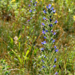 image: Image from the photoset ‘
flower (xxxix)
’.