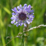 image: Image from the photoset ‘
flower (xxxix)
’.